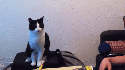 cat-reluctant-high-five-hand-paw-1408527812A.gif